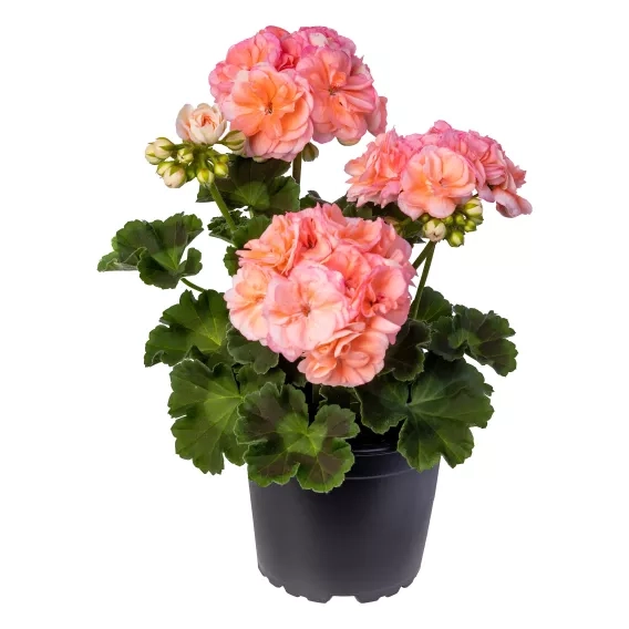 Pelargonia Zonale - Rosebud Astrid P9