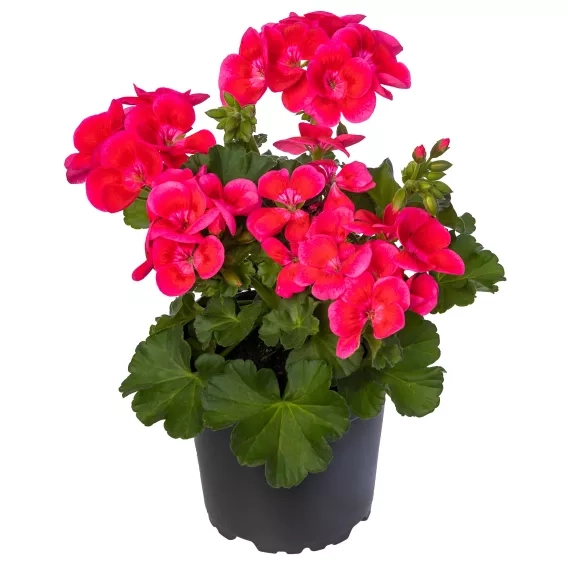 Pelargonia Pretty Little Pink Splash P9