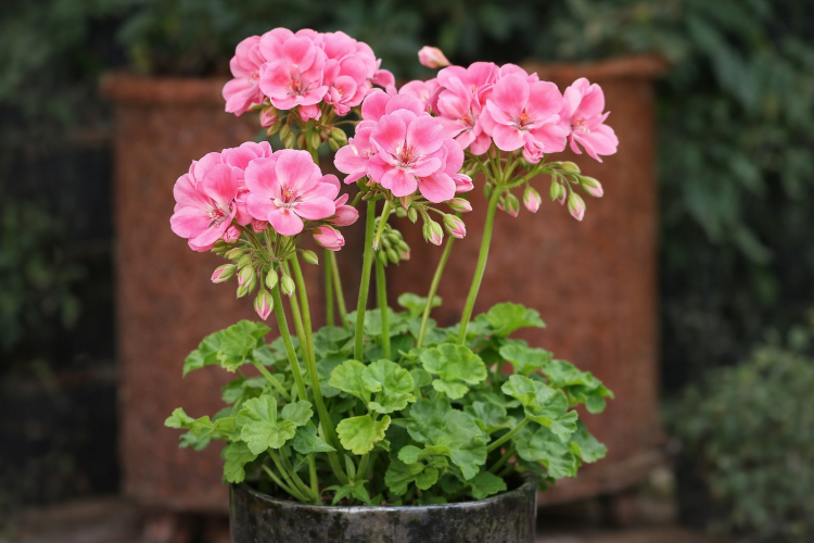 Pelargonia rabatowa Lavina P9