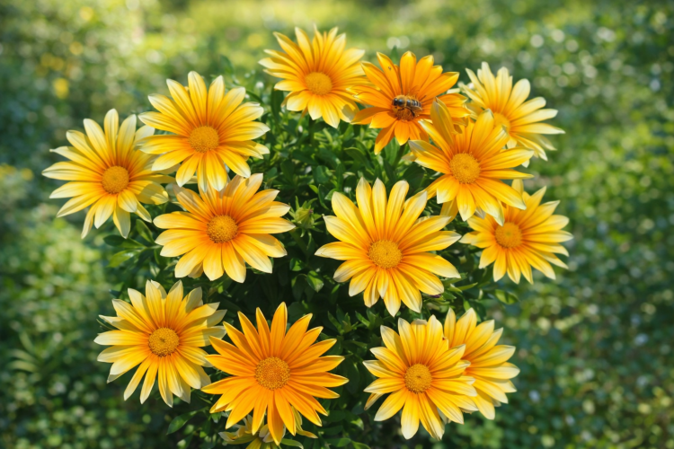 Gazania Zany SUNNY-SIDE ŻÓŁTA