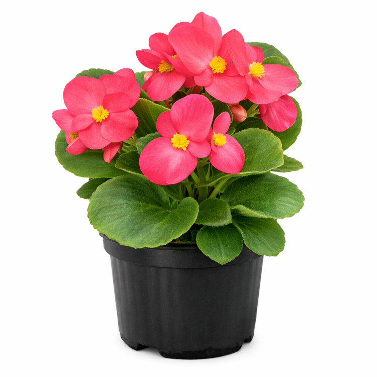 Begonia semperflorens Super Cool PINK