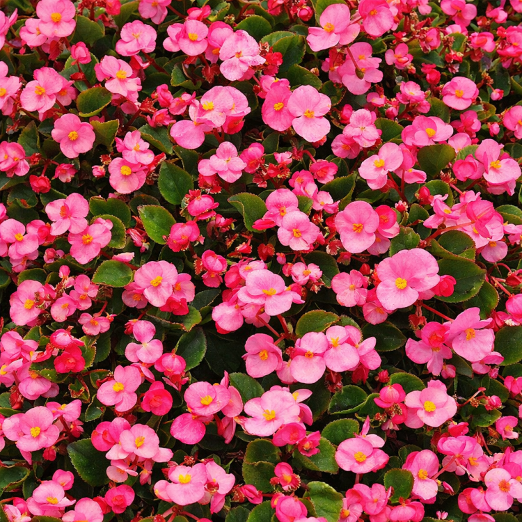 Begonia semperflorens Super Cool PINK