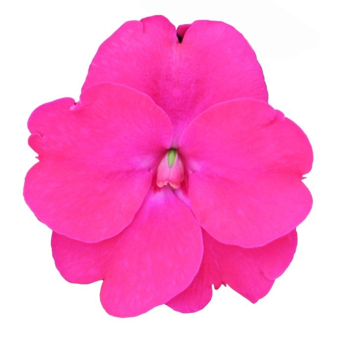 Niecierpek Sunpatiens Vigorous Rose Pink