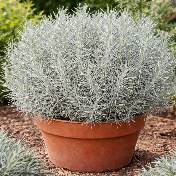 Kocanka helichrysum Curry Plant Silvery White