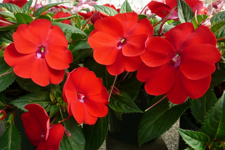 Niecierpek Sunpatiens ColorPower Deep Red