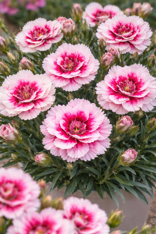 Goździk Dianthus Raspberry Cream