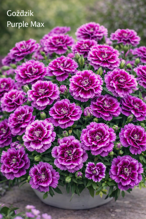 Goździk Dianthus Purple Max