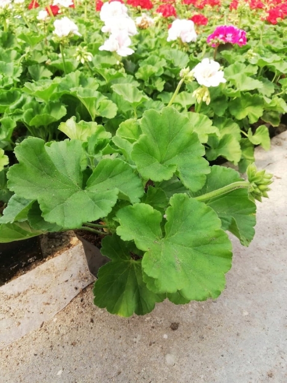 Pelargonia Rabatowa Greta C12