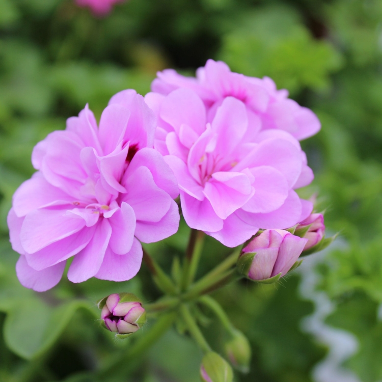 Pelargonia Rabatowa Greta C12