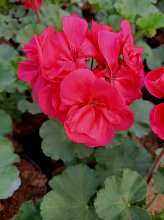 Pelargonia Rabatowa Nightdancer Hot Coral C12