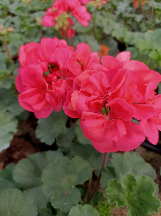 Pelargonia Rabatowa Nightdancer Hot Coral C12