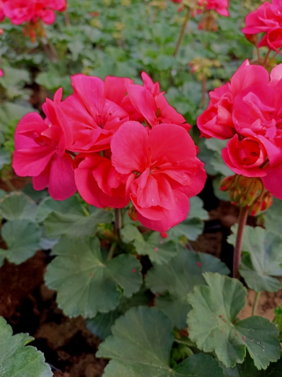 Pelargonia Rabatowa Nightdancer Hot Coral C12