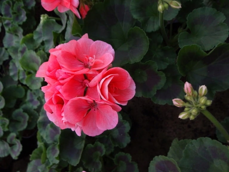 Pelargonia Rabatowa NIGHTDANCER SALMON C12