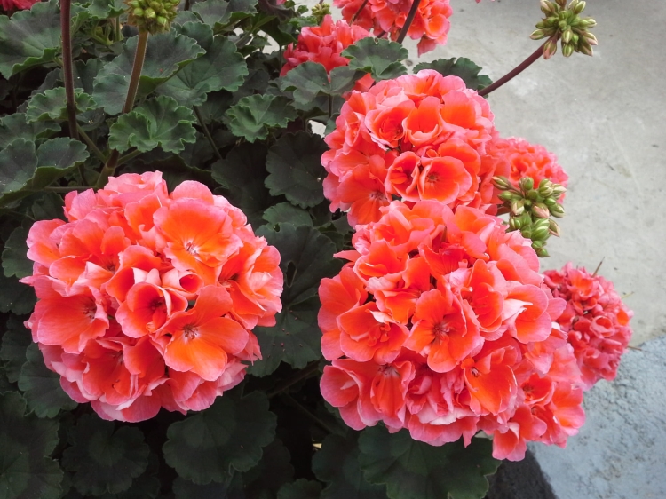Pelargonia Rabatowa NIGHTDANCER SALMON C12