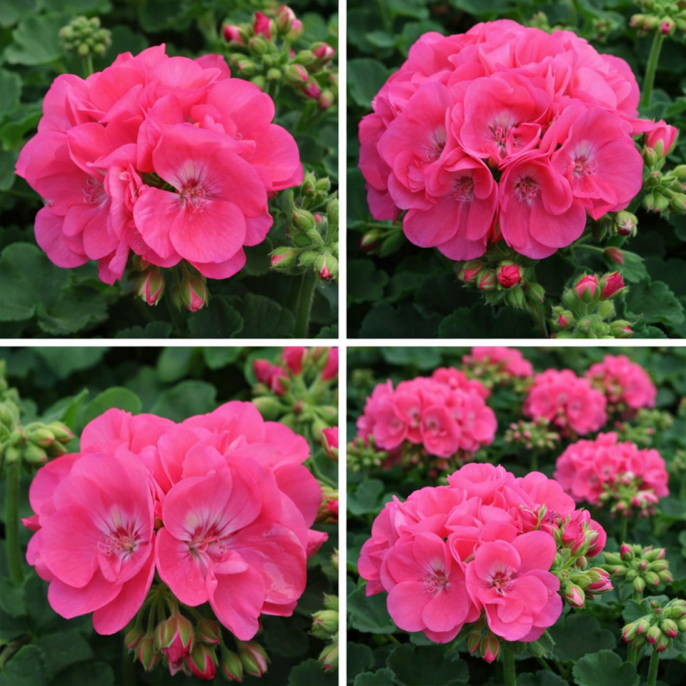 Pelargonia rabatowa Lola P9