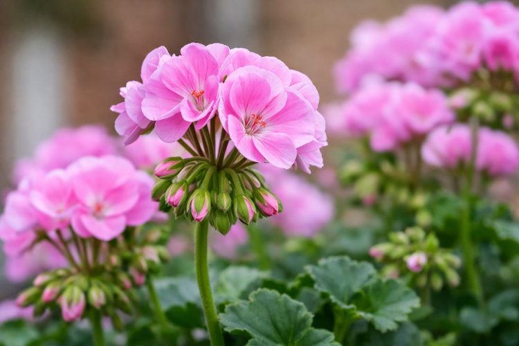 Pelargonia rabatowa Lavina C12