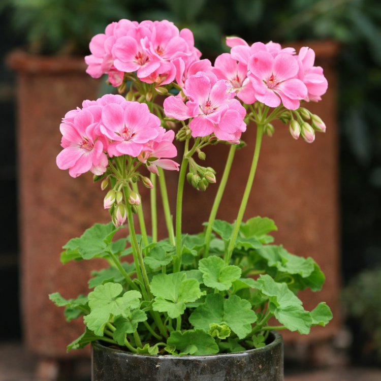 Pelargonia rabatowa Lavina C12
