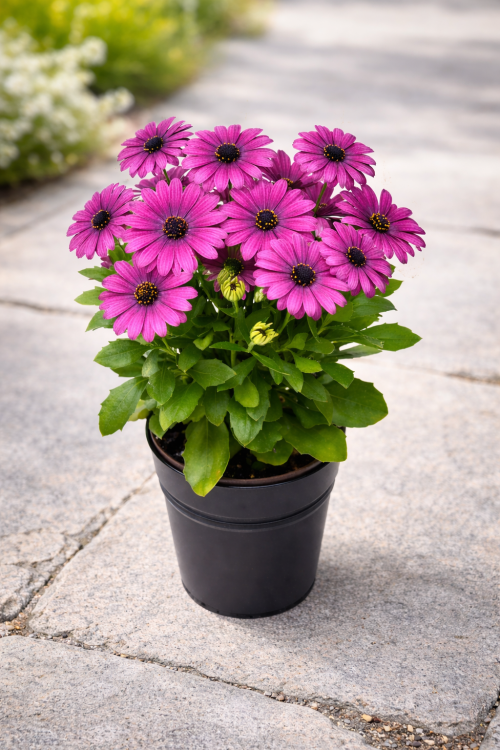 Stokrotka afrykańska FlowerPower PURPLE
