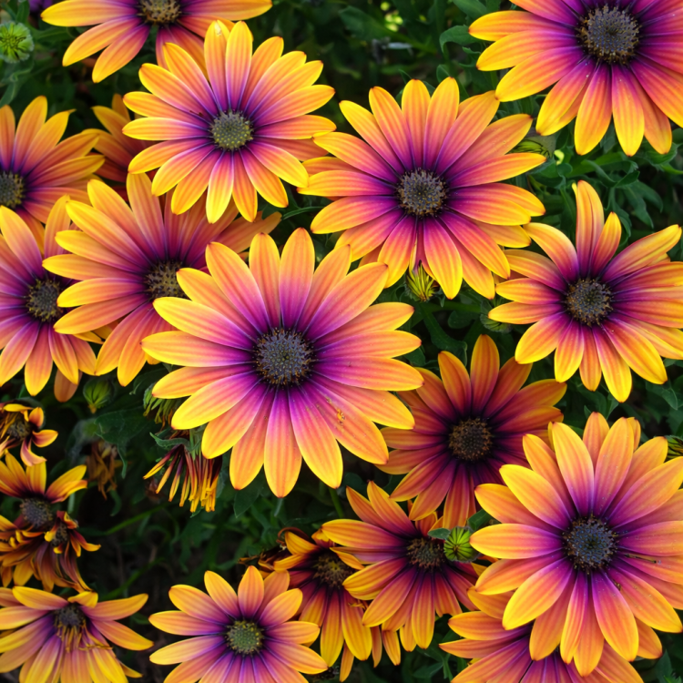 Stokrotka afrykańska FlowerPower Purple Sun