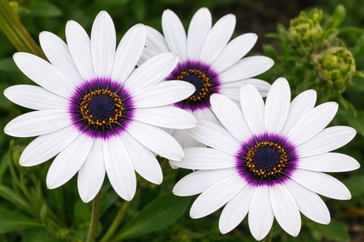 Stokrotka afrykańska FlowerPower White