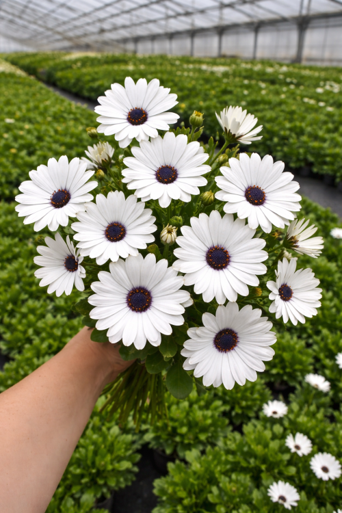 Stokrotka afrykańska FlowerPower White