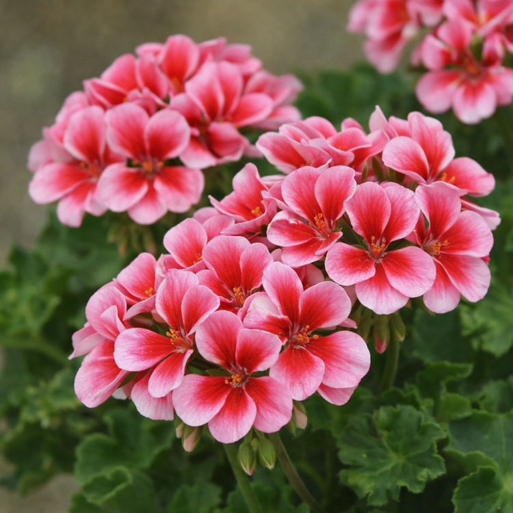 Pelargonia Magic Kiss Pink Red P9