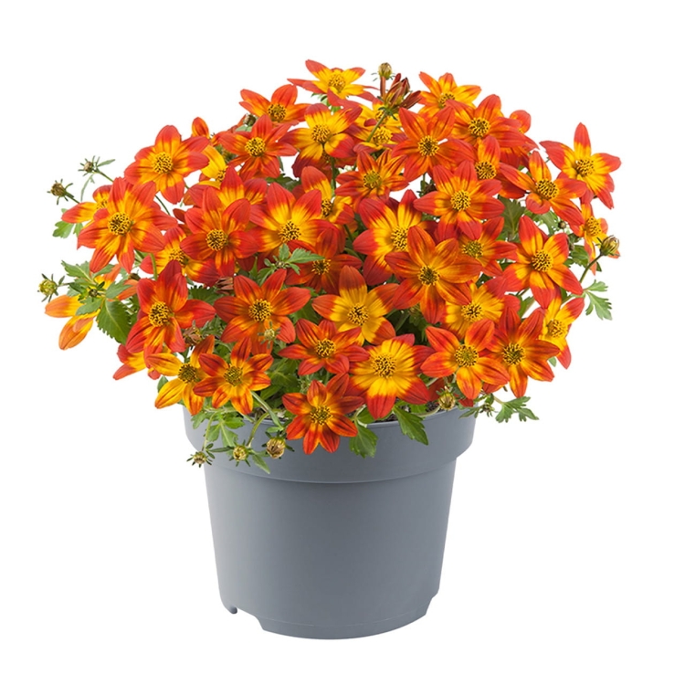 Uczep - Bidens Glowing Sky P9