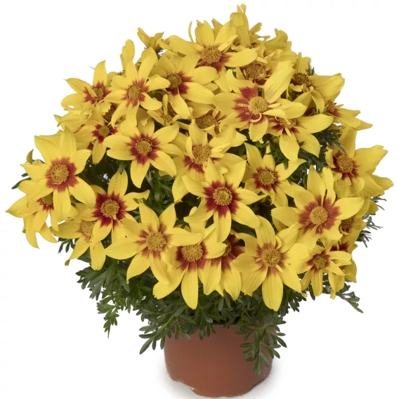 Uczep - Bidens EternalFlame  P9