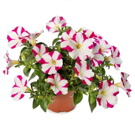 Surfinia Petunia Fun House Star Pink P9