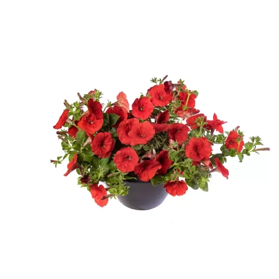 Surfinia Petunia Sanguna Red Imp.