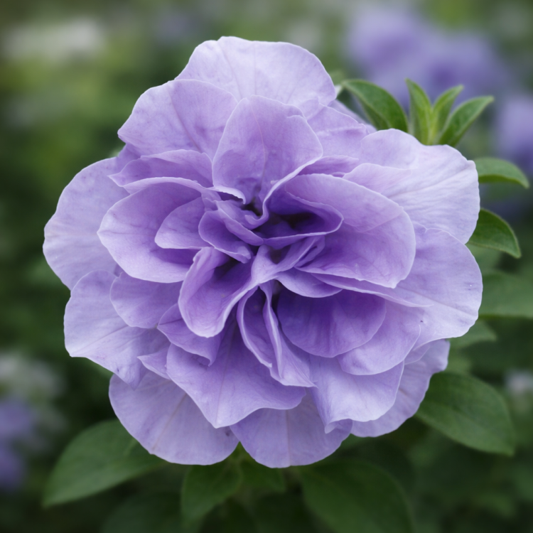 SURFINIA PETUNIA Tumbelina Maria pełna p9