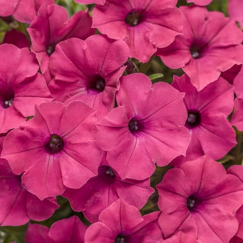 Supertunia Vista Fuchsia P9 - zestaw 6 szt,