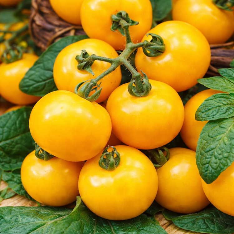 Pomidor Ola Polka żółty