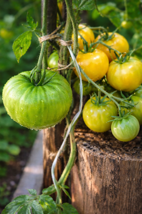 Pomidor Ola Polka żółty