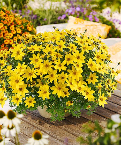 UCZEP BIDENS - ZŁOTY DESZCZ, ŻÓŁTY p9