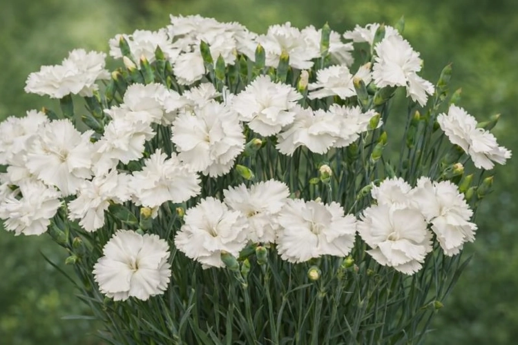 Goździk Pure White