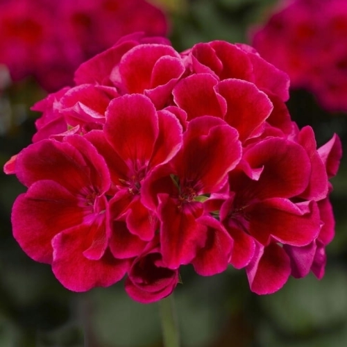 Pelargonia Calliope Red Splash C12