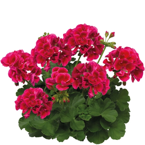 Pelargonia Calliope Red Splash C12