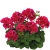 Pelargonia Calliope Red Splash C12