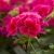 Pelargonia Calliope Red Splash C12