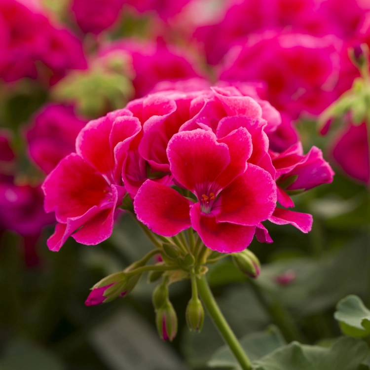 Pelargonia Calliope Red Splash C12