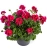 Pelargonia Calliope Red Splash C12