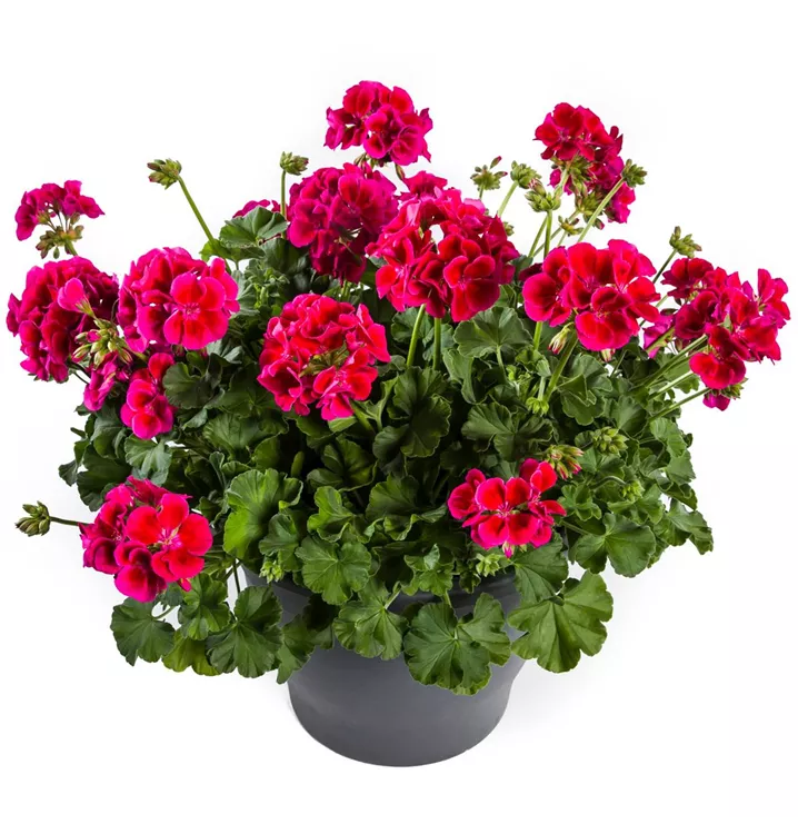 Pelargonia Calliope Red Splash C12