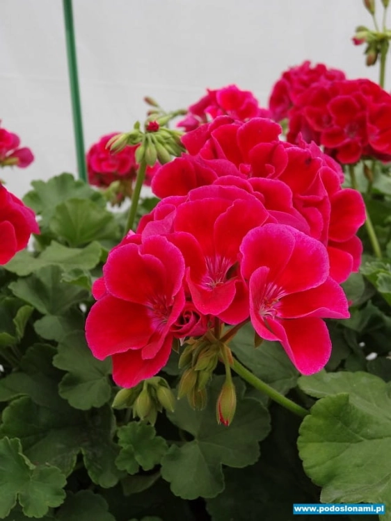 Pelargonia Calliope Red Splash C12