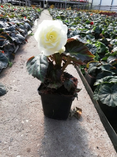 BEGONIA BULWIASTA WHITE p9
