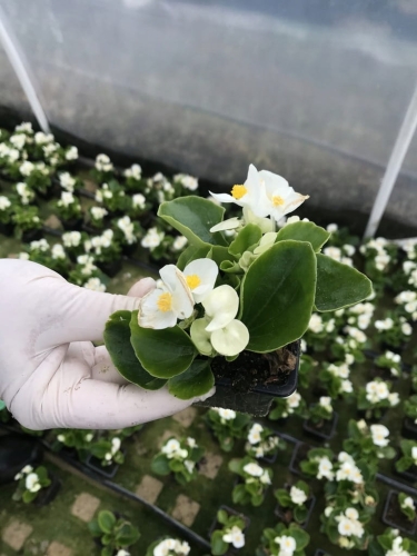 BEGONIA STALE KWITNĄCA BIAŁA