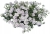 Pelargonia temprano White Blush p9