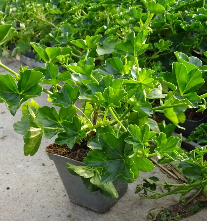 Pelargonia temprano White Blush p9