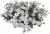 Pelargonia temprano White Blush p9