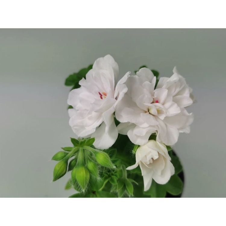 Pelargonia temprano White Blush p9